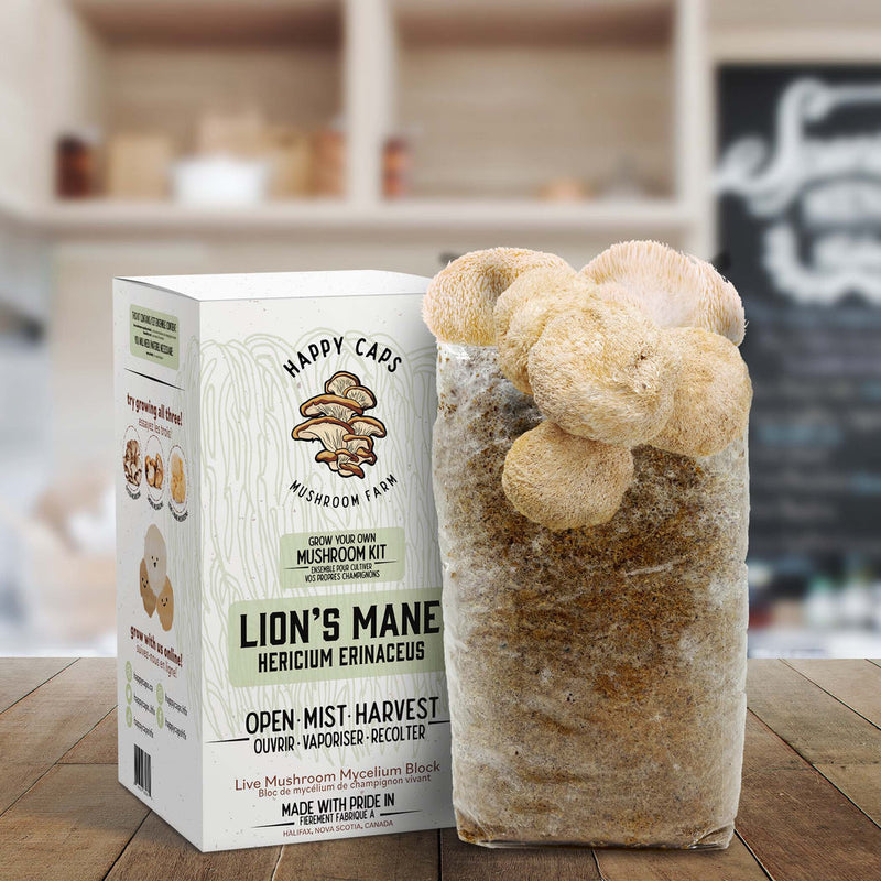 LIONS MANE AT HOME GROW MUSHROOM KIT