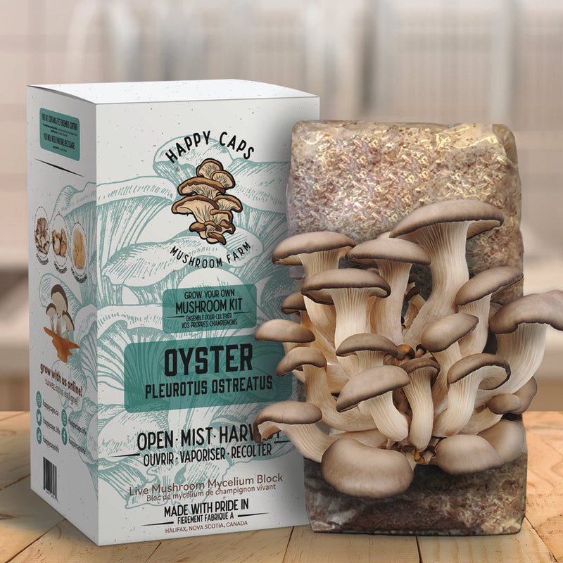 OYSTER AT HOME GROW MUSHROOM KIT