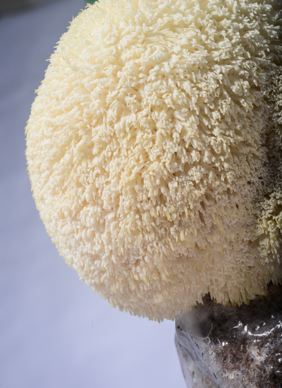 LIONS MANE AT HOME GROW MUSHROOM KIT