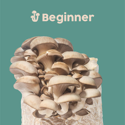 OYSTER AT HOME GROW MUSHROOM KIT