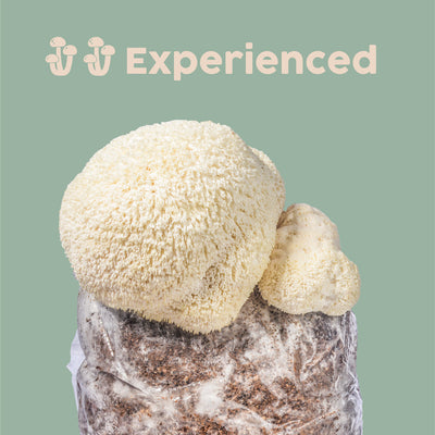 LIONS MANE AT HOME GROW MUSHROOM KIT